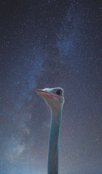 ostrich, starry sky Wallpaper 600x1024