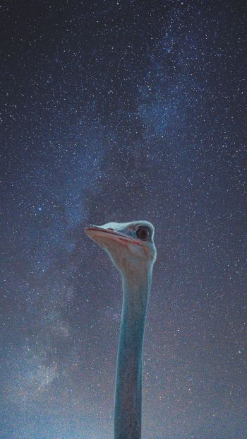 ostrich, starry sky Wallpaper 640x1136