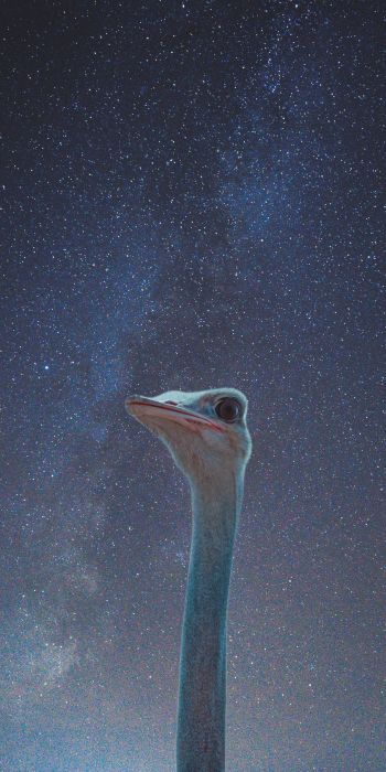 ostrich, starry sky Wallpaper 720x1440