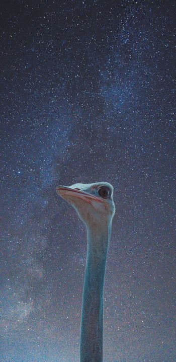 ostrich, starry sky Wallpaper 1080x2220