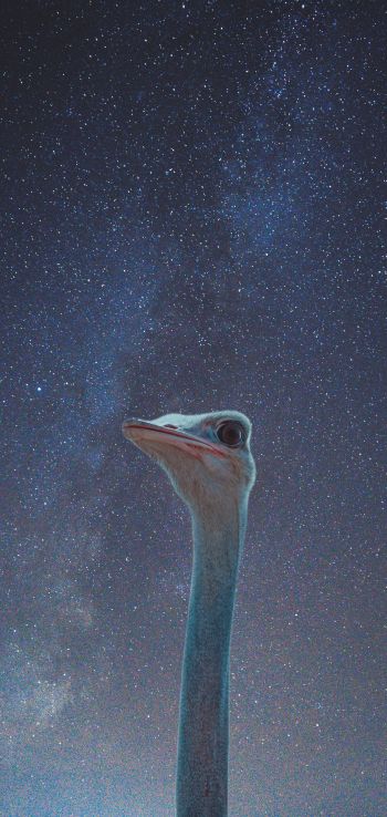 ostrich, starry sky Wallpaper 1080x2280