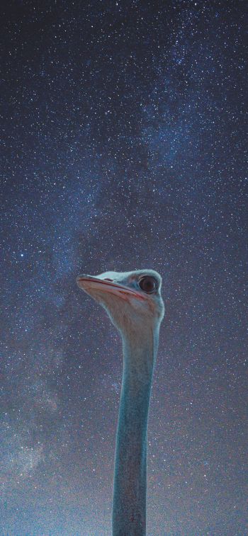 ostrich, starry sky Wallpaper 1125x2436
