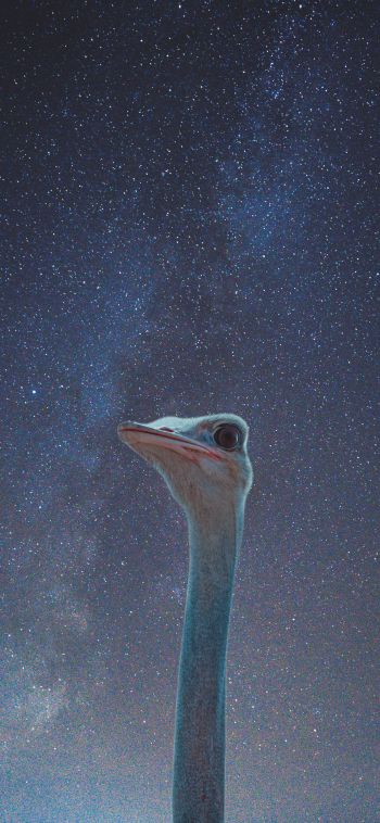 ostrich, starry sky Wallpaper 1080x2340