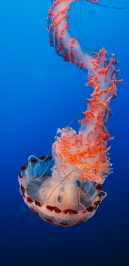 jellyfish, blue, underwater world Wallpaper 1080x2220