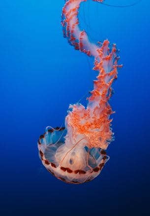 jellyfish, blue, underwater world Wallpaper 1640x2360