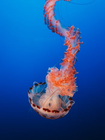 Обои 1620x2160 медуза, синий, подводный мир