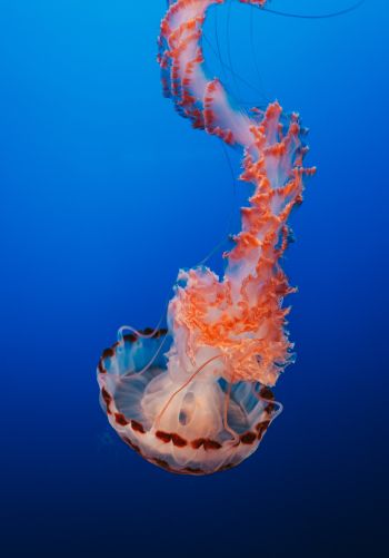 Обои 1668x2388 медуза, синий, подводный мир