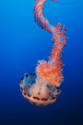 jellyfish, blue, underwater world Wallpaper 640x960