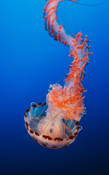 Обои 1200x1920 медуза, синий, подводный мир