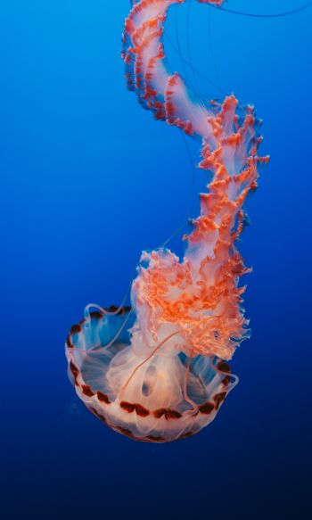 jellyfish, blue, underwater world Wallpaper 1200x2000