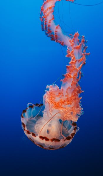Обои 600x1024 медуза, синий, подводный мир