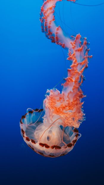 Обои 640x1136 медуза, синий, подводный мир