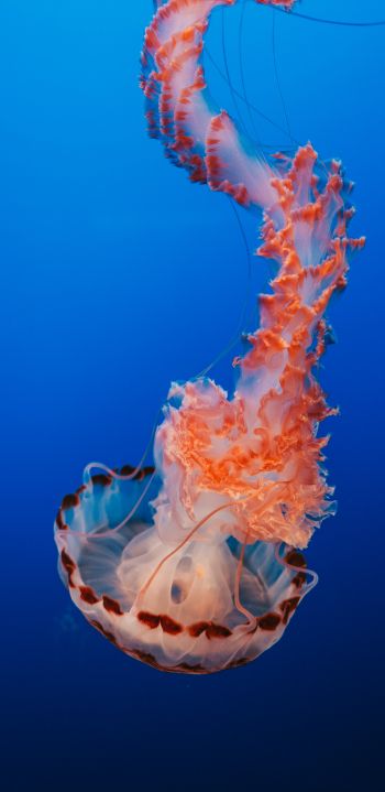 Обои 1440x2960 медуза, синий, подводный мир