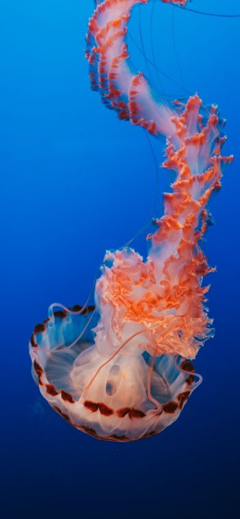 jellyfish, blue, underwater world Wallpaper 828x1792