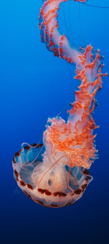 Обои 720x1600 медуза, синий, подводный мир
