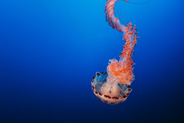 jellyfish, blue, underwater world Wallpaper 6000x4000