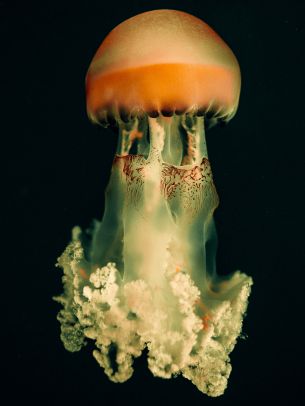 jellyfish, underwater world, on black background Wallpaper 2048x2732