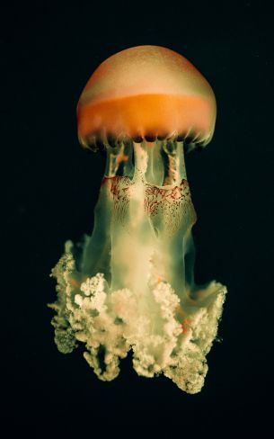 jellyfish, underwater world, on black background Wallpaper 1600x2560