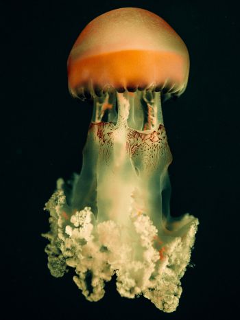 Обои 1620x2160 медуза, подводный мир, на черном фоне