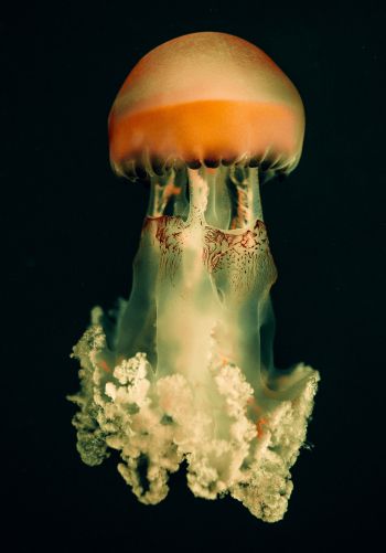 Обои 1668x2388 медуза, подводный мир, на черном фоне