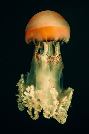 Обои 640x960 медуза, подводный мир, на черном фоне