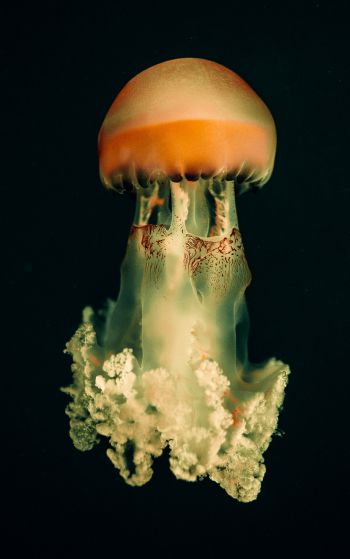 jellyfish, underwater world, on black background Wallpaper 1752x2800