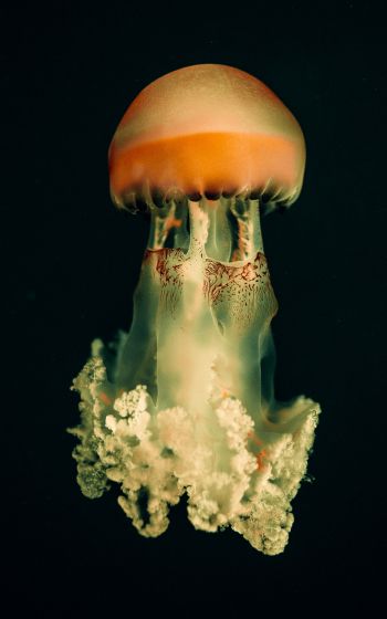 Обои 800x1280 медуза, подводный мир, на черном фоне