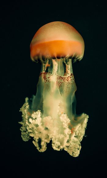 jellyfish, underwater world, on black background Wallpaper 1200x2000