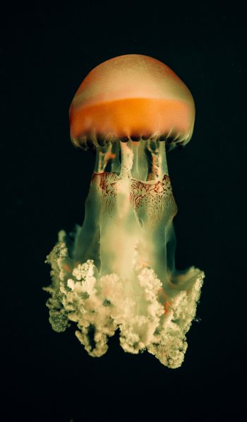 jellyfish, underwater world, on black background Wallpaper 600x1024