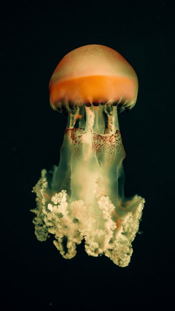 Обои 640x1136 медуза, подводный мир, на черном фоне