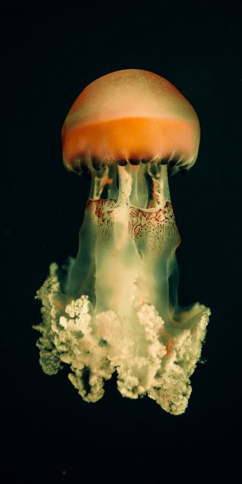 Обои 720x1440 медуза, подводный мир, на черном фоне
