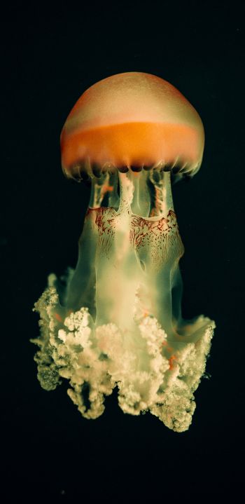 jellyfish, underwater world, on black background Wallpaper 1440x2960