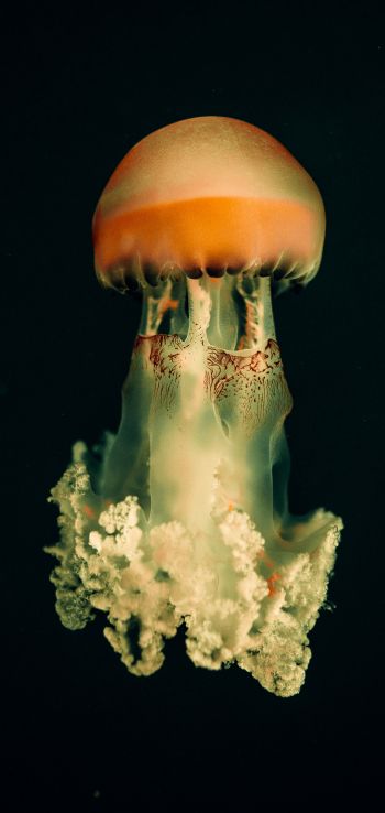 jellyfish, underwater world, on black background Wallpaper 1080x2280