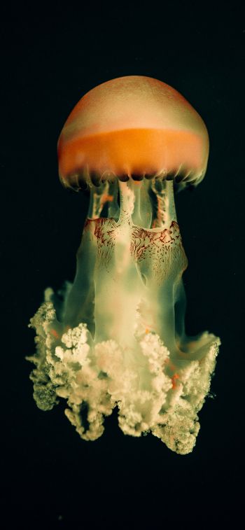 Обои 1242x2688 медуза, подводный мир, на черном фоне