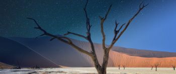 starry sky, night, tree Wallpaper 2560x1080