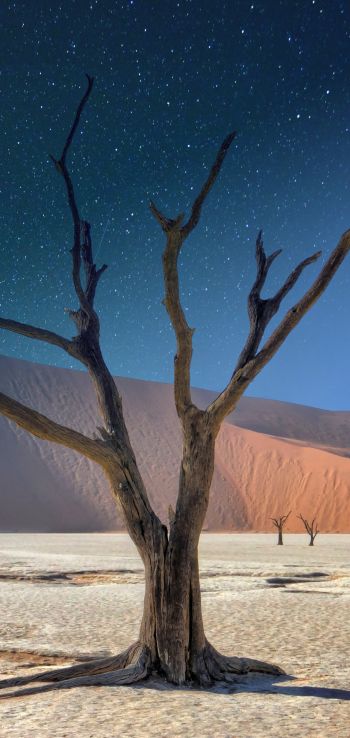 starry sky, night, tree Wallpaper 1080x2280