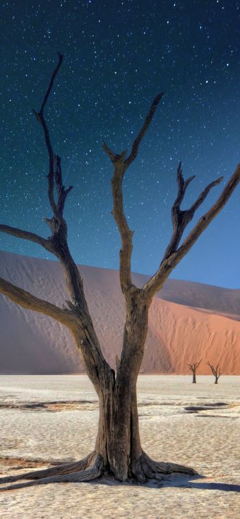 starry sky, night, tree Wallpaper 828x1792