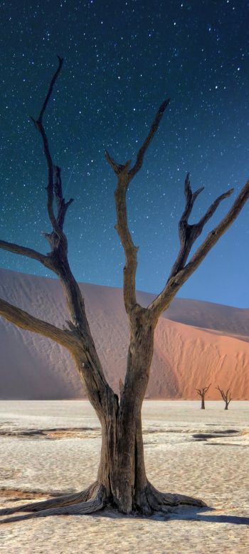 Обои 720x1600 звездное небо, ночь, дерево