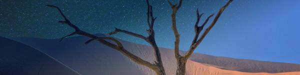 starry sky, night, tree Wallpaper 1590x400