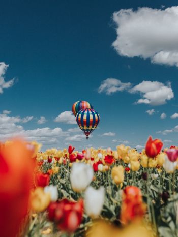 Обои 1620x2160 воздушный шар, тюльпаны, голубое небо