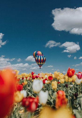 Обои 1668x2388 воздушный шар, тюльпаны, голубое небо