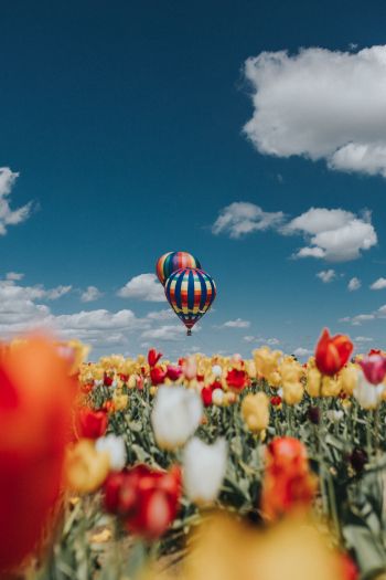 Обои 640x960 воздушный шар, тюльпаны, голубое небо