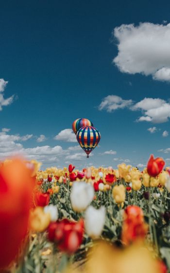 Обои 1600x2560 воздушный шар, тюльпаны, голубое небо