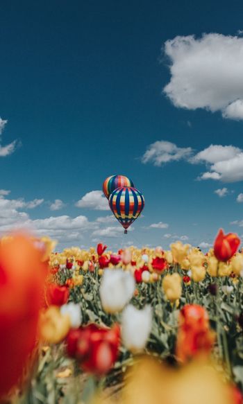 Обои 1200x2000 воздушный шар, тюльпаны, голубое небо
