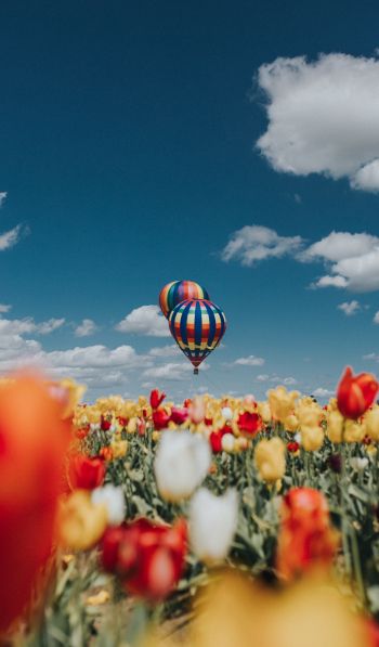 Обои 600x1024 воздушный шар, тюльпаны, голубое небо