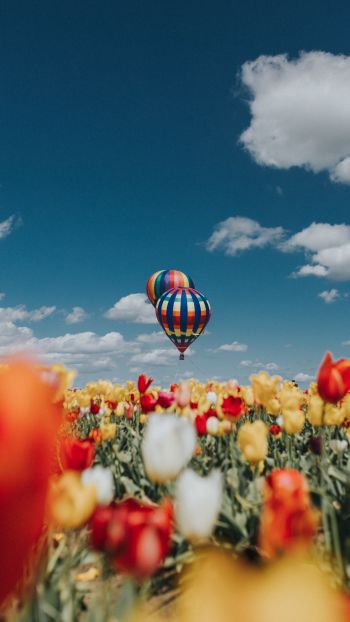 Обои 750x1334 воздушный шар, тюльпаны, голубое небо