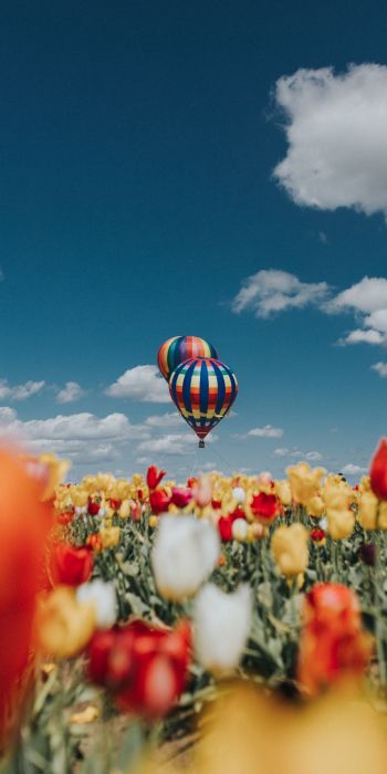 Обои 720x1440 воздушный шар, тюльпаны, голубое небо