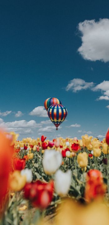 Обои 1440x2960 воздушный шар, тюльпаны, голубое небо