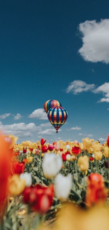 Обои 1440x3040 воздушный шар, тюльпаны, голубое небо