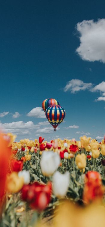 Обои 828x1792 воздушный шар, тюльпаны, голубое небо